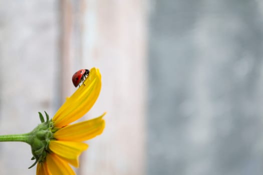 little ladybird sits on a yellow flower on a sunny summer day, joy concept, close up