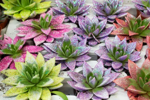 A large set of succulents small plants. Flower shop. Succulents painted in multicolors. Succulent background
