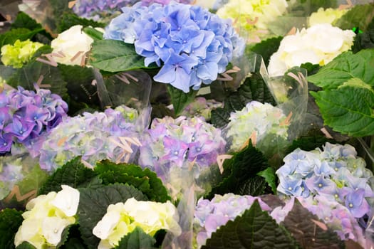 Violet, white and blue hydrangea close up in flowers shop