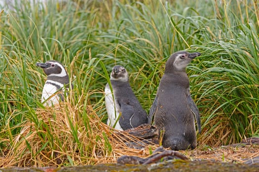 Magellanic Penguins in the Grass on a Nesting Island in Tierra Del Fuego in Chile