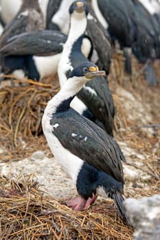 Imperial Cormorant On Its Nest in Tierra Del Fuego