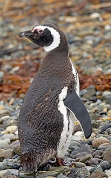 Magellanic Penguin Posing on a Rocky Shore in Tierrs Del Fuego in Chile