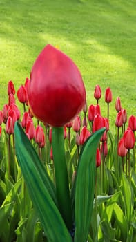 Beautiful tulip field multicolored, tulips in spring in the Netherlands