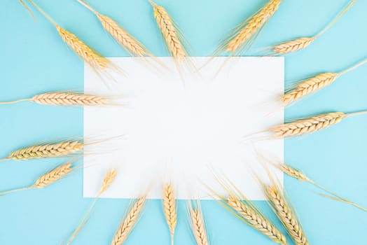 Wheat crop on a blue background, copy space for text, food harvest in the summer, golden straw