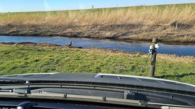 Two pheasants, Phasianus colchicus, stand close together during spring breeding season. Pair of rooster and hen looking at camera from low angle perspective on a sunny day.