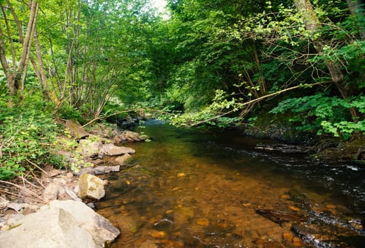 Stream in the forest in summer, landscape in Germany near Trier, river Ruwer in the Moselle Valley