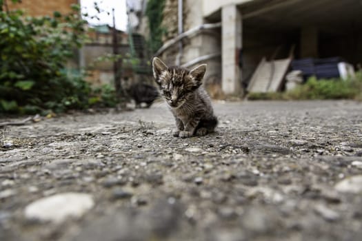 Detail of pet animal abandoned and alone, sadness