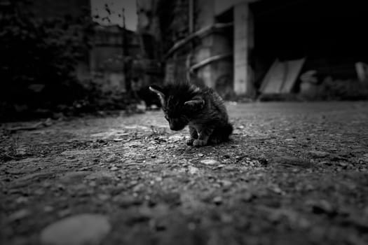 Detail of pet animal abandoned and alone, sadness