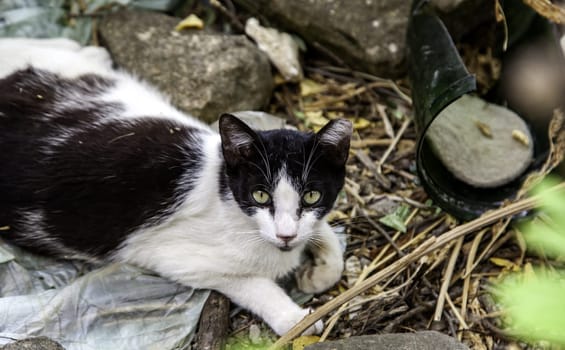 Abandoned street cats, stray animals, pets