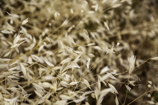 Background detail of wheat, cereal and harvest