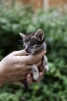 Detail of pet animal abandoned and alone, sadness