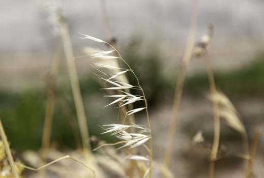 Background detail of wheat, cereal and harvest