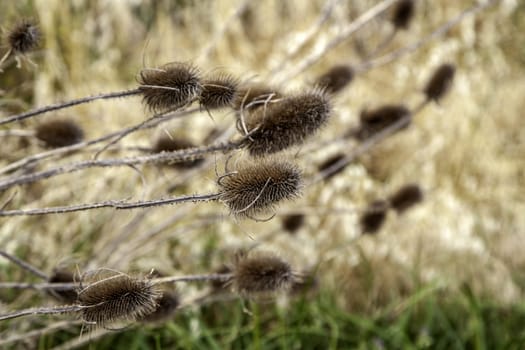 Detail of wild vegetation in nature
