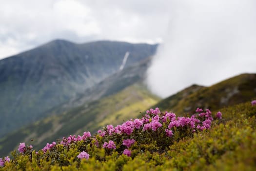 closeup of beautiful wild rhododendron pink flowers on mountain peak with blue sky and clouds in the background during summer time