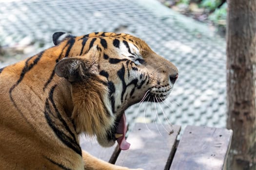 Photo of tiger head facing right while yawning due to sleepiness and boredom. On a hot day in Thailand