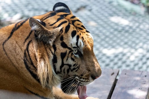 A photo of a tiger's head facing to the right while sticking its tongue out to cool off on a hot day in Thailand.