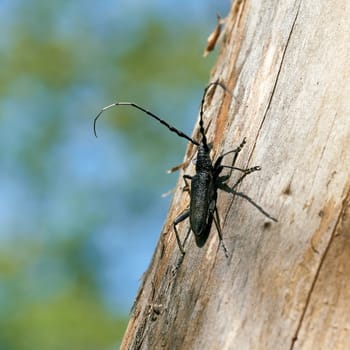 capricorn beetle Cerambyx scopolii on a tree trunk in a forest in Germany
