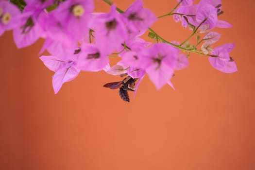 A bee collecting nectar from purple flower, macro.