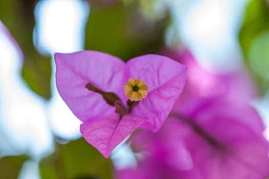 Small pink flowers background.