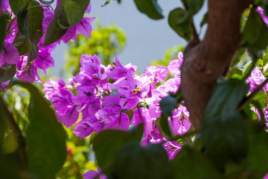 Small pink flowers background.