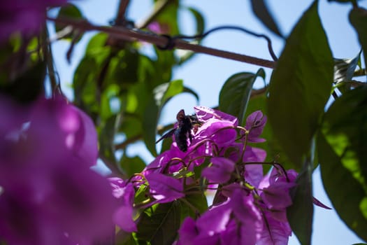 A bee collecting nectar from purple flower, macro.