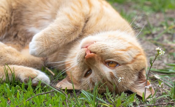Close-up of a red domestic cat resting peacefully on the ground on a warm summer day. Funny orange tabby cat is basking in the sun. A cute pet lies on its back under the spring sun on the green grass