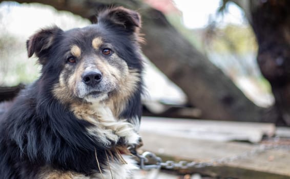Black large shaggy mestizo dog lies in the yard in summer. Portrait of a purebred dog outdoors in nature