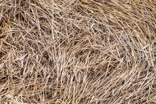 Straw, dry straw texture background, vintage style for design. Homogeneous yellow straw in a stack. Bundle of dried yellow hay. Dry stalks of cereals and legumes remaining after threshing