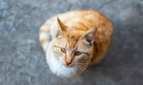 A red striped young cat sitting on the floor looks up and asks for food. Top view, soft selective focus, flat lay