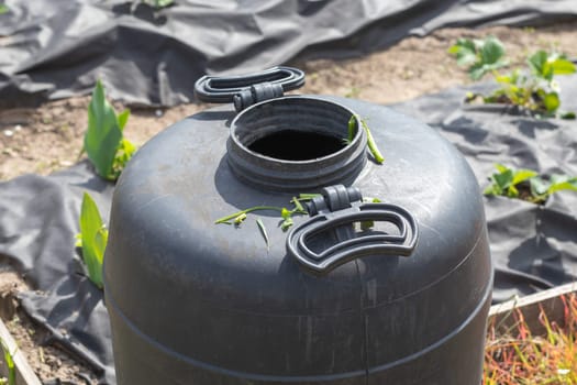 Large black plastic barrel with water in the summer garden. Rainwater tank in the garden, hot summer day. Barrels for watering the garden