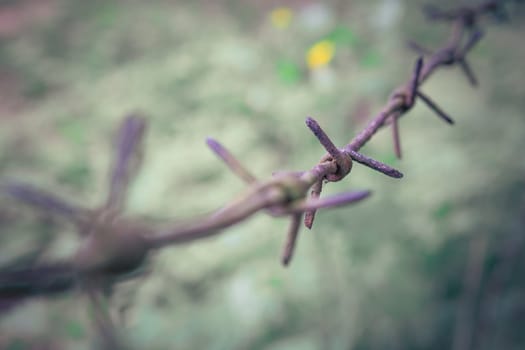 barbed wire steel close up with green background