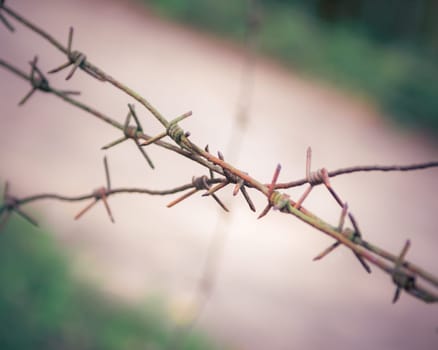 barbed wire steel close up with green background