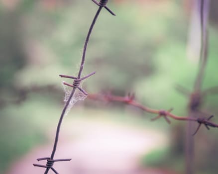 barbed wire steel close up with green background