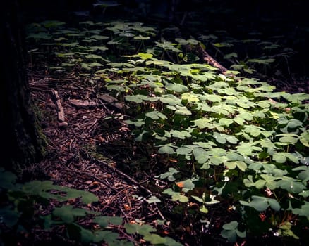 green Oxalis acetosalla in a forest