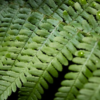 a fern green leaves with dew drops close up