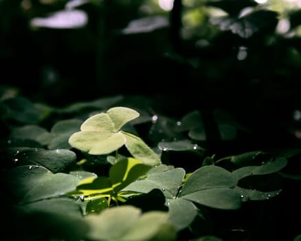 A Oxalis acetosalla close up in a forest