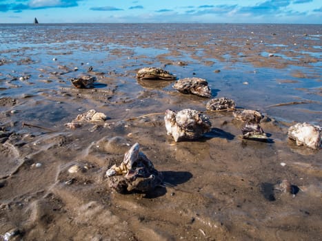 Low-angle landscape view of the German North Sea beach in Ostfriesland at low tide with oyster shells in the foreground on a damp surface with a view to the horizon.