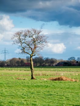 Solitary leafless tree with starlings on a green meadow in East Friesland with a cloudy sky and farmsteads in the background.