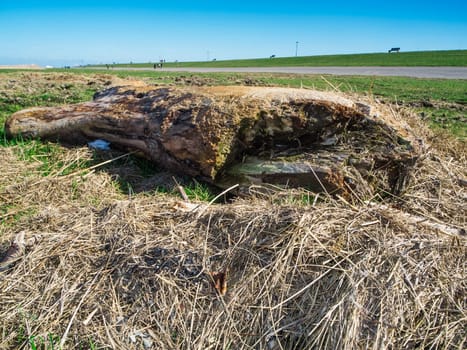 Wide angle close-up of a tree trunk lying washed up on the north German beach in East Friesland in front of the dike on the salt marshes.