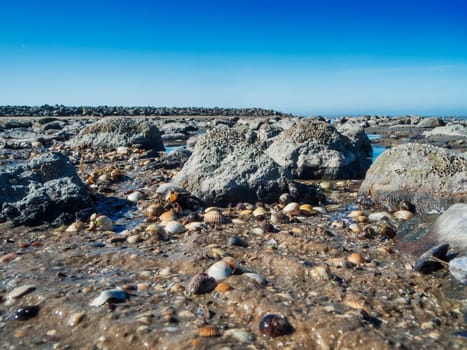 Low-angle wide-angle view of deposited mussel shells and stones on the German North Sea beach near Neuharlingersiel in East Friesland at low tide and a blue, cloudless sky.
