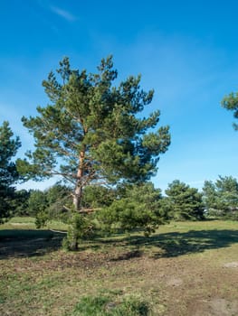 Solitary pine in a clearing on the outskirts of Berlin.