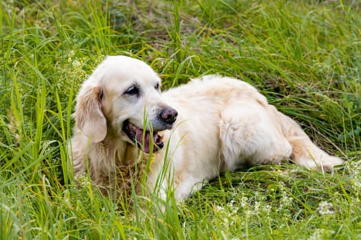 Friendly Retriever senior lies on a meadow