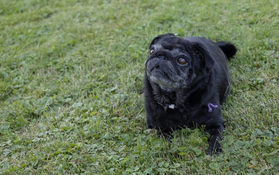 Black senior pug posing on green meadows.
