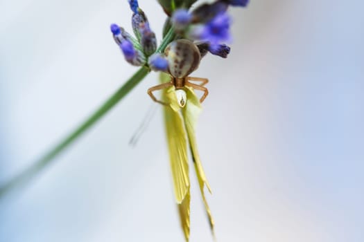 a crab spider is eating a white cabbage butterfly, sitting on a flower.