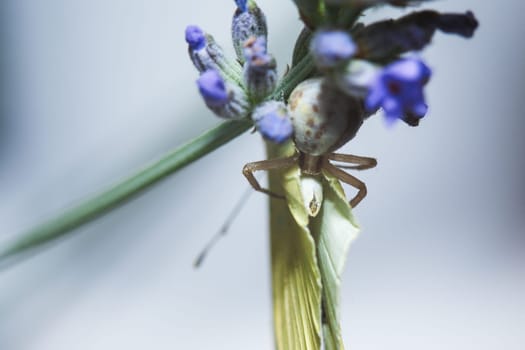 a crab spider is eating a white cabbage butterfly, sitting on a flower.