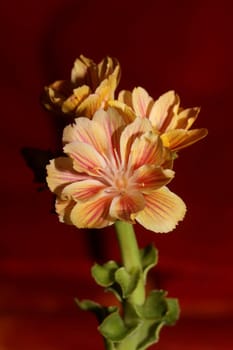 Flower blossoming close up modern botanical background lewisia cotyledon family montiaceae big size high quality prints home decoration