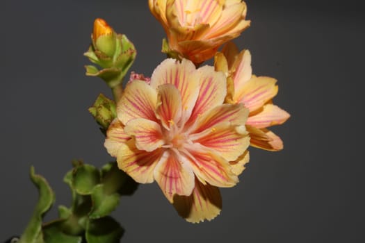 Flower blossoming close up modern botanical background lewisia cotyledon family montiaceae big size high quality prints home decoration