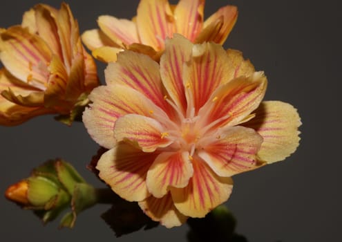 Flower blossoming close up modern botanical background lewisia cotyledon family montiaceae big size high quality prints home decoration