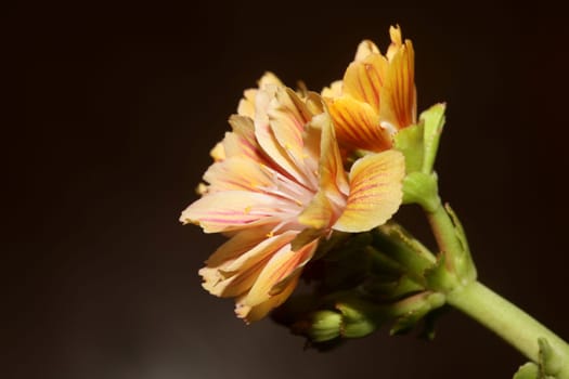 Flower blossoming close up modern botanical background lewisia cotyledon family montiaceae big size high quality prints home decoration