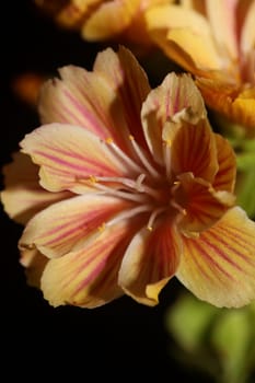 Flower blossoming close up modern botanical background lewisia cotyledon family montiaceae big size high quality prints home decoration